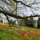 Auf der Insel Mainau