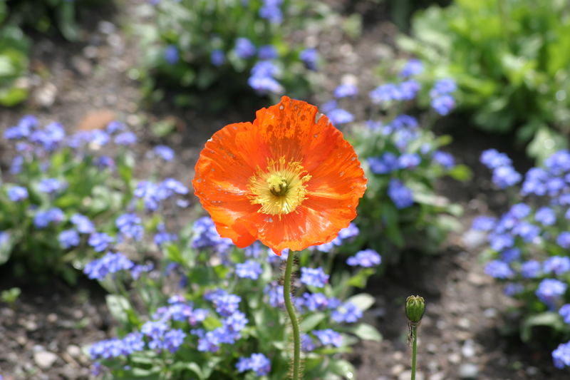 Auf der Insel Mainau