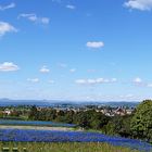 auf der Insel Reichenau