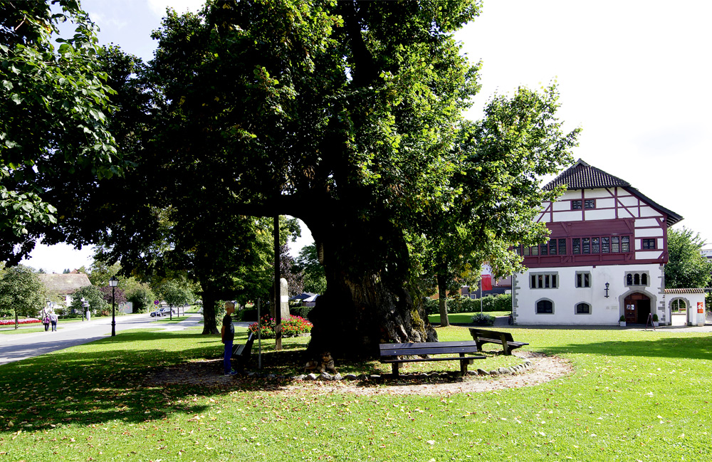 ..auf der Insel Reichenau - Bodensee