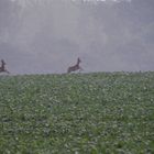 Auf der Insel Ummanz