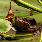 Froschaugen Foto & Bild  tiere, wildlife, amphibien & reptilien