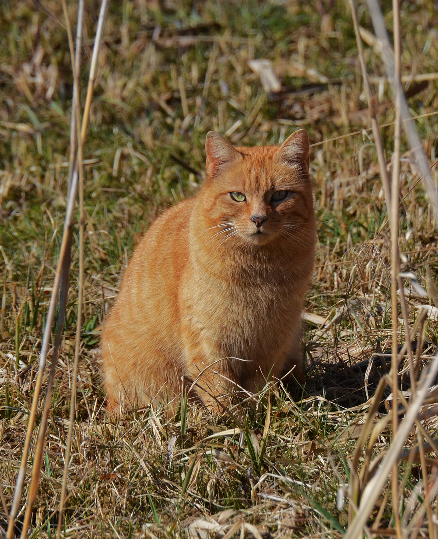 Auf der Jagd