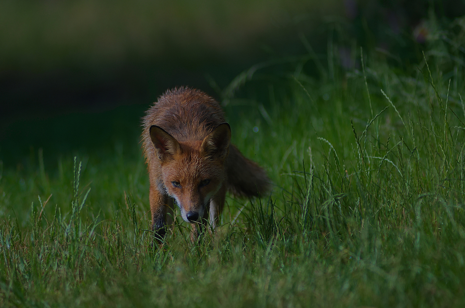 Auf der Jagd