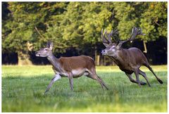 Auf der Jagd....