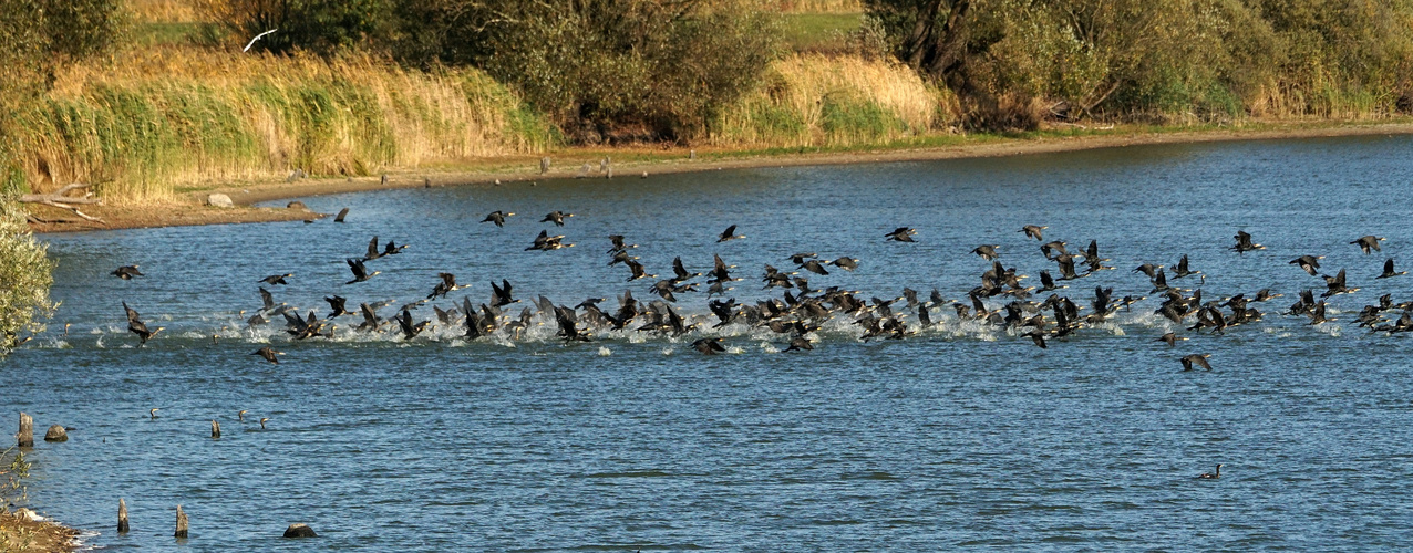 Auf der Jagd 