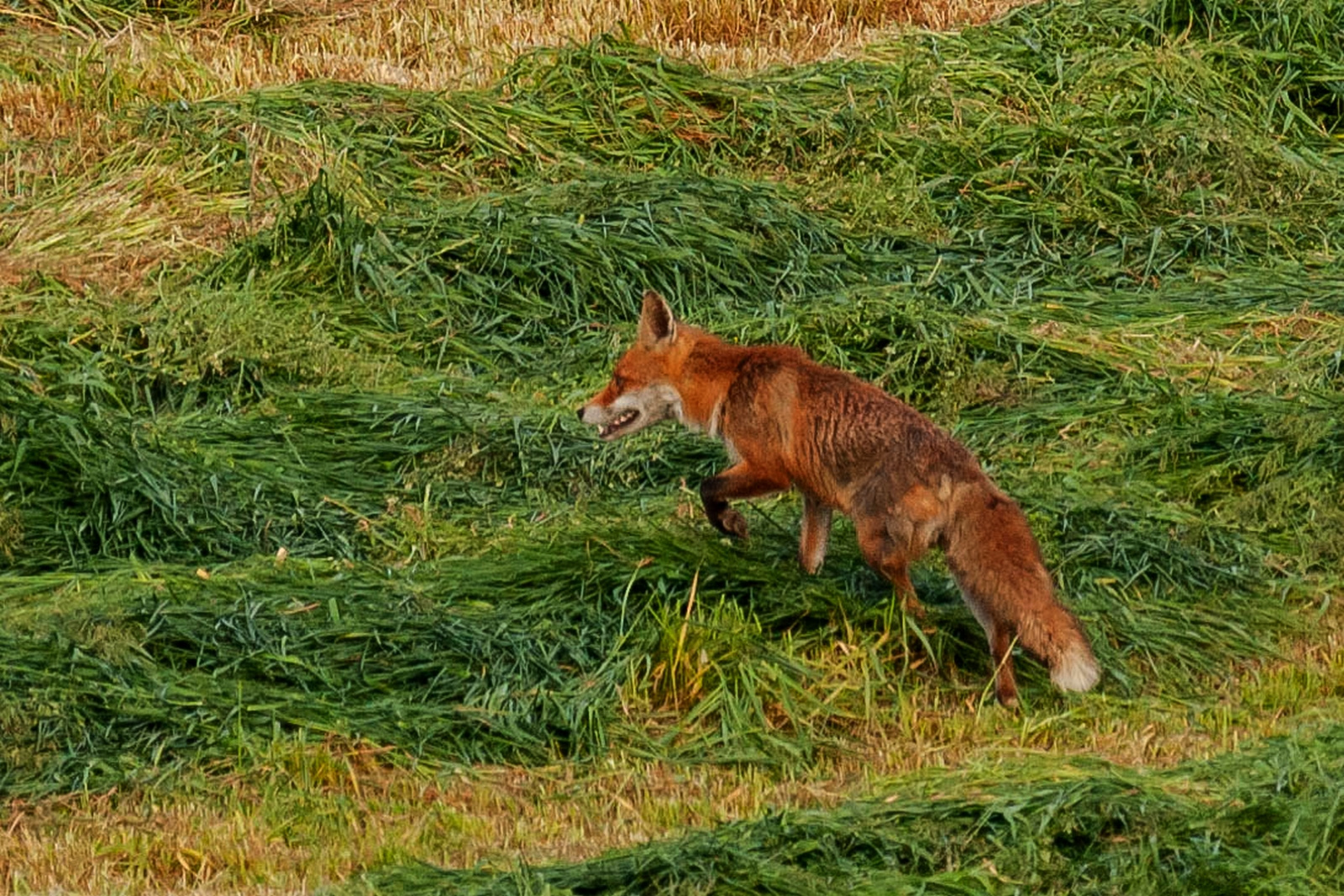 Auf Der Jagd Auf Der Jagd
