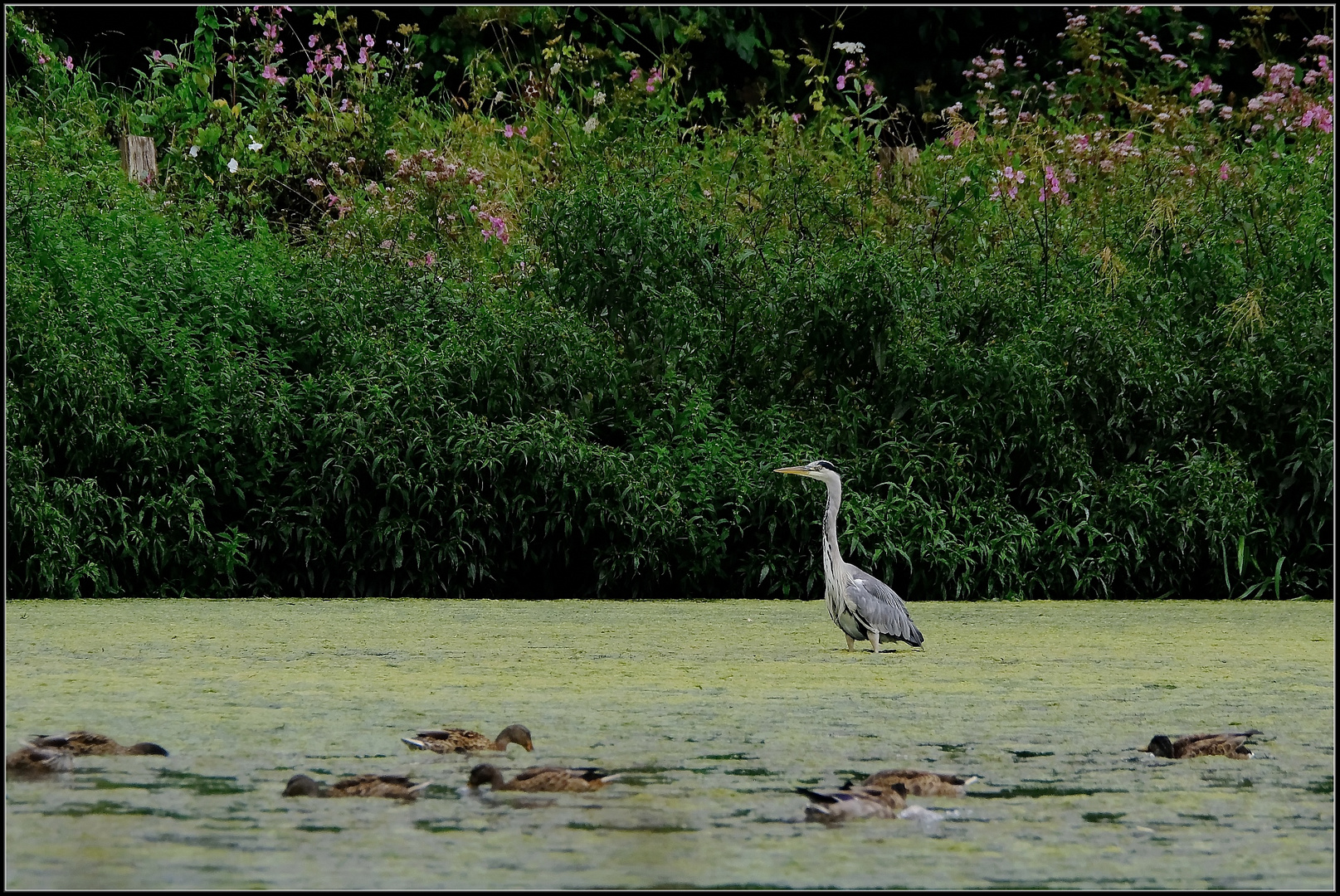 Auf der Jagd (2)