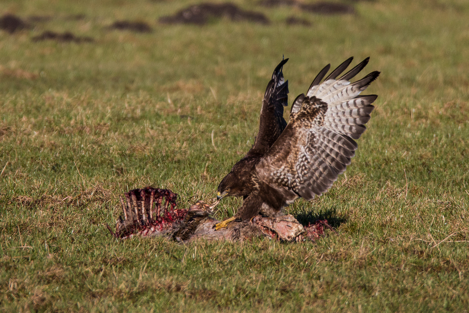 Auf der Jagd