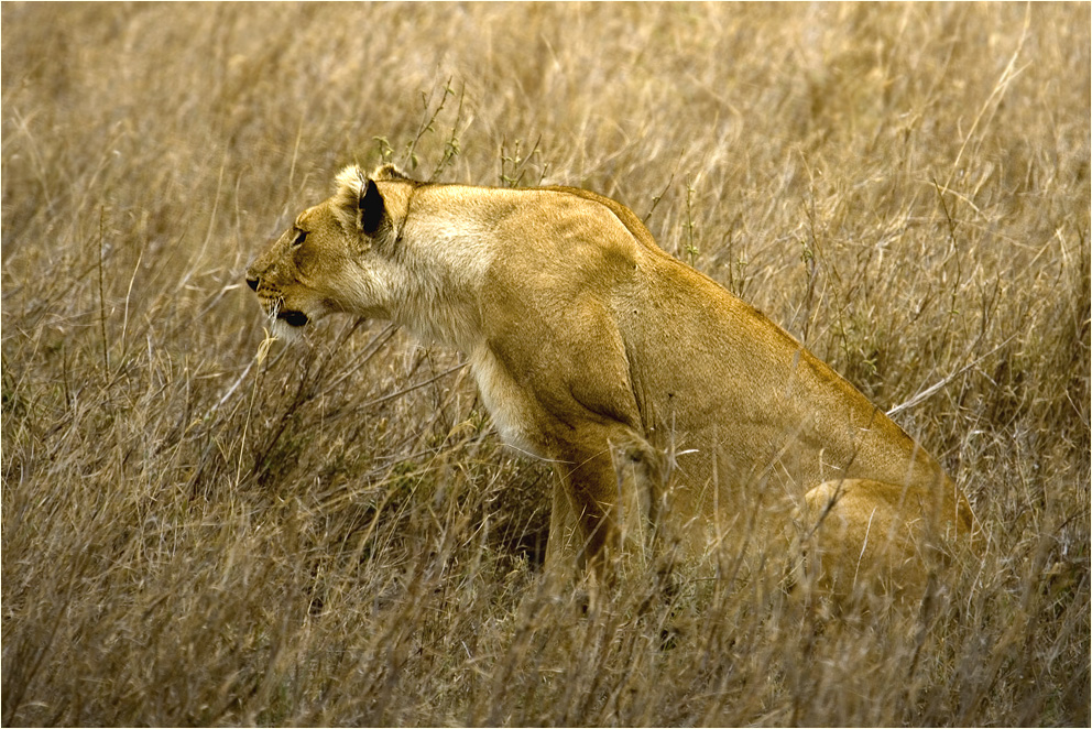 Auf der Jagd