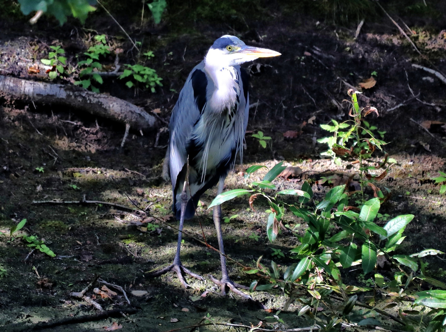 auf der Jagd