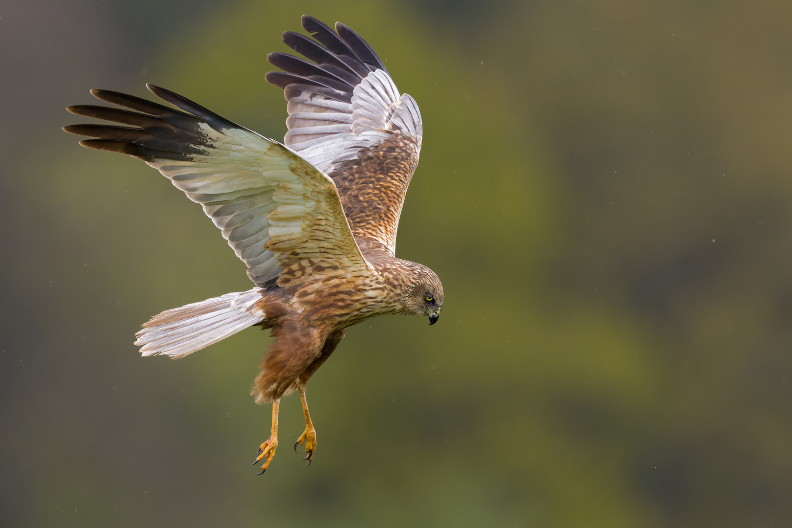 Auf der Jagd Foto & Bild canon, circus, brandenburg Bilder auf