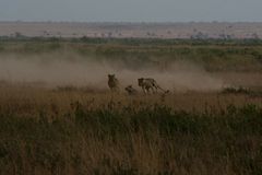 Auf der Jagd...