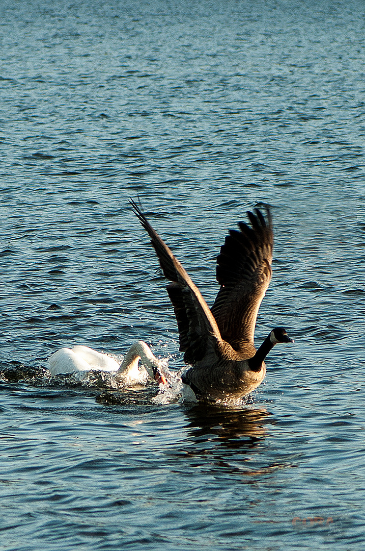 *** Auf der Jagd ***