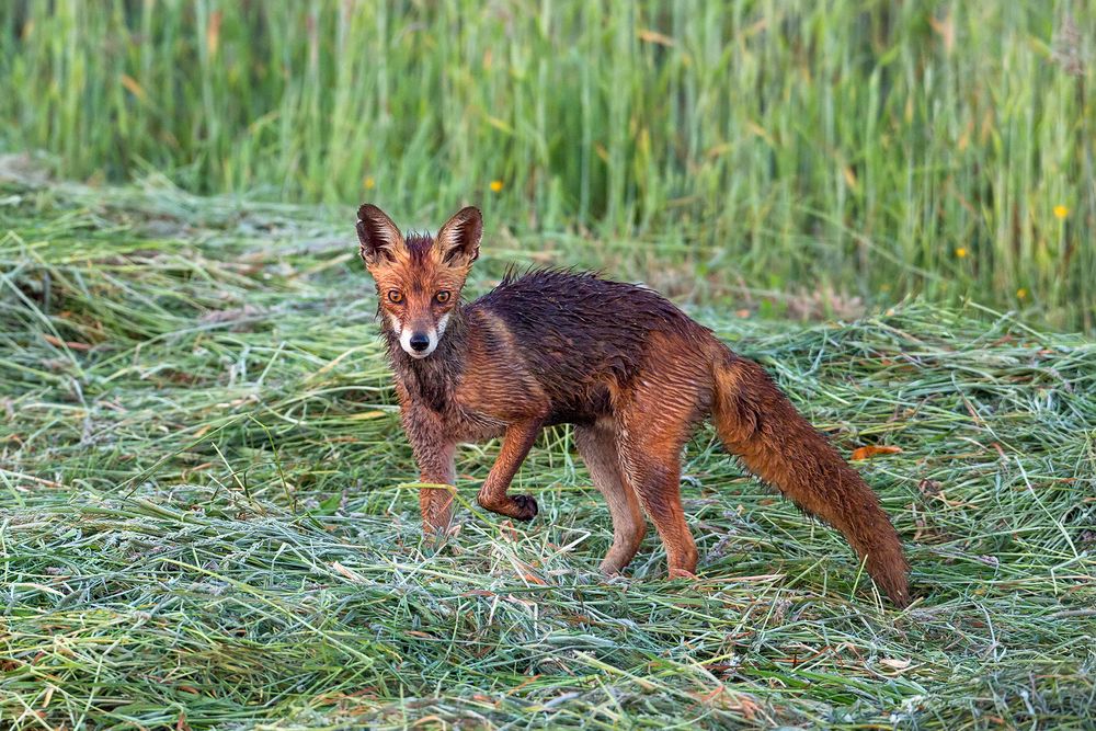 Auf der Jagd.