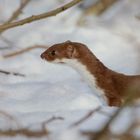  Auf der Jagd...