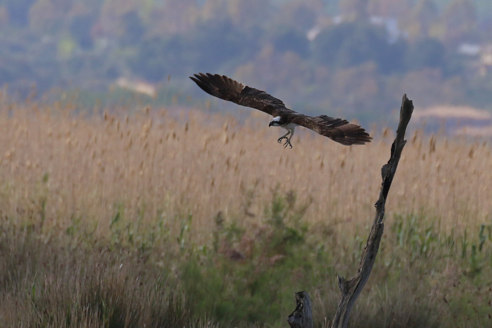 Auf der Jagd