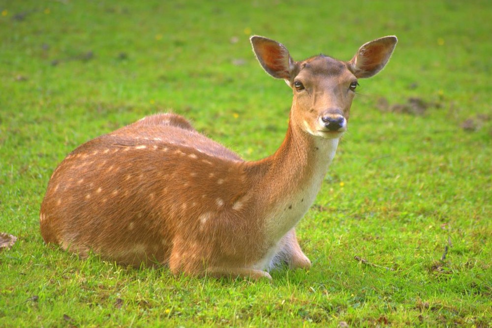 Auf der Jagd