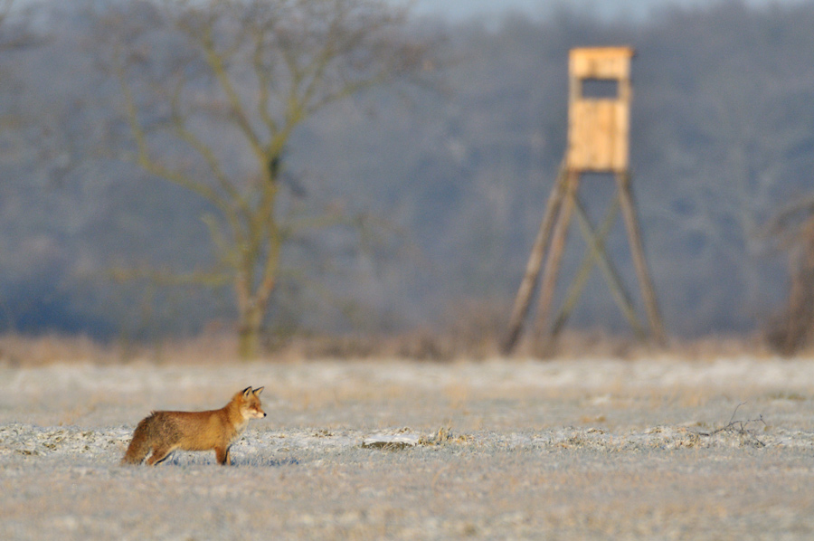 Auf der Jagd