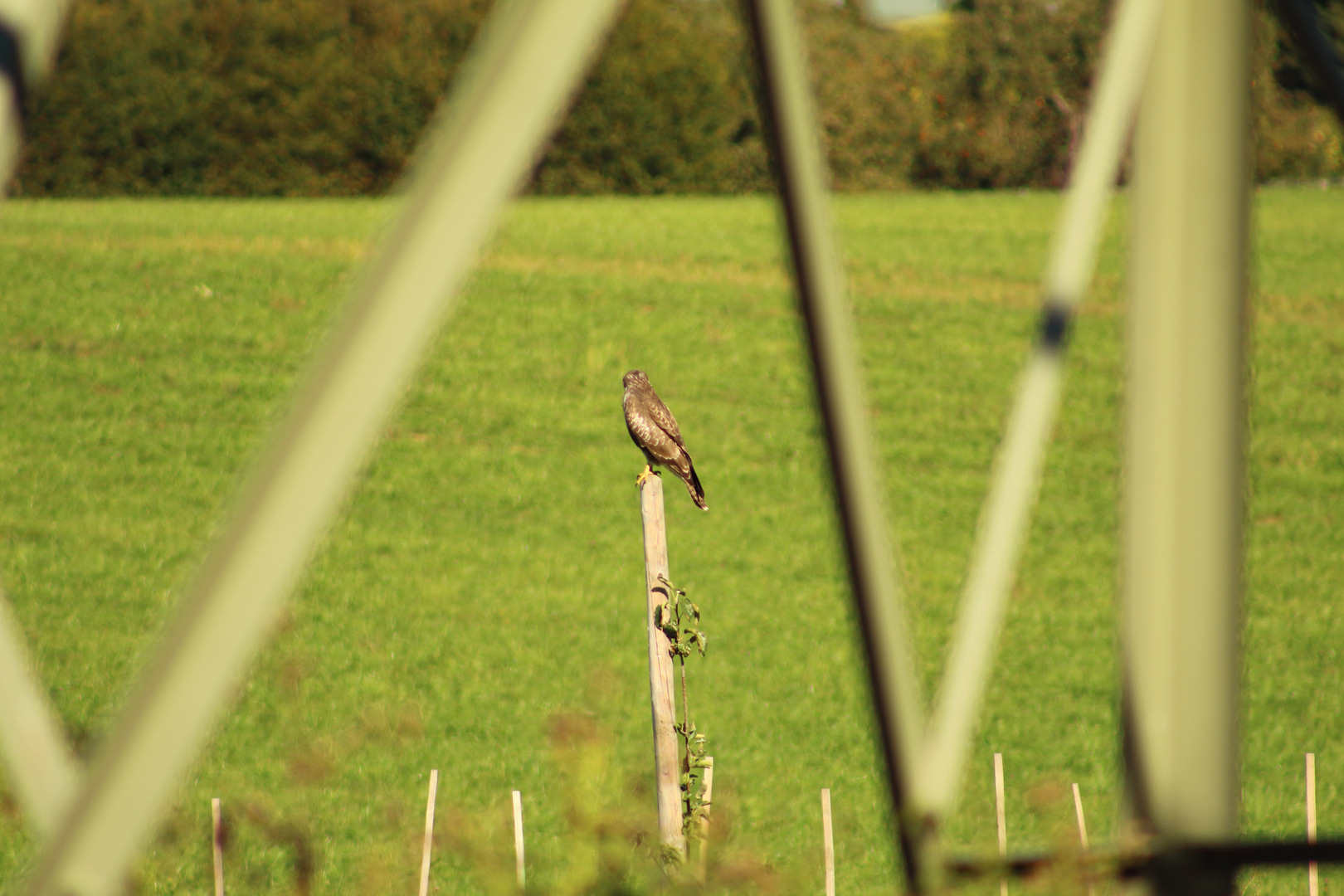 Auf der Jagd