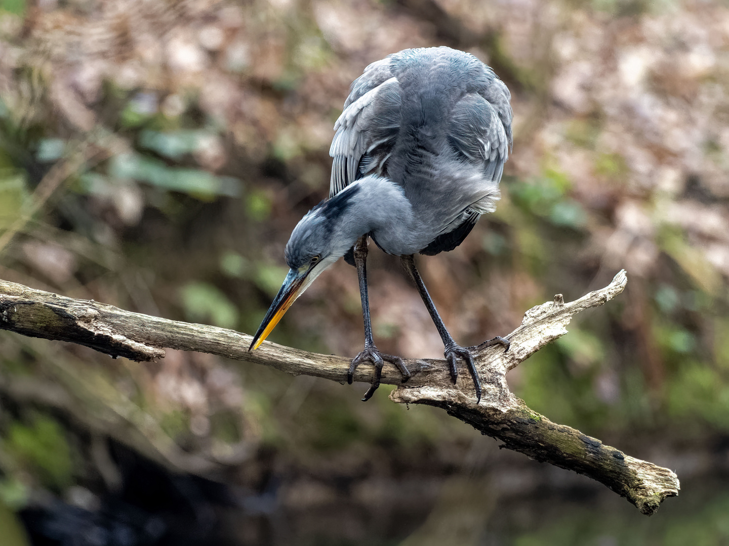 auf der Jagd