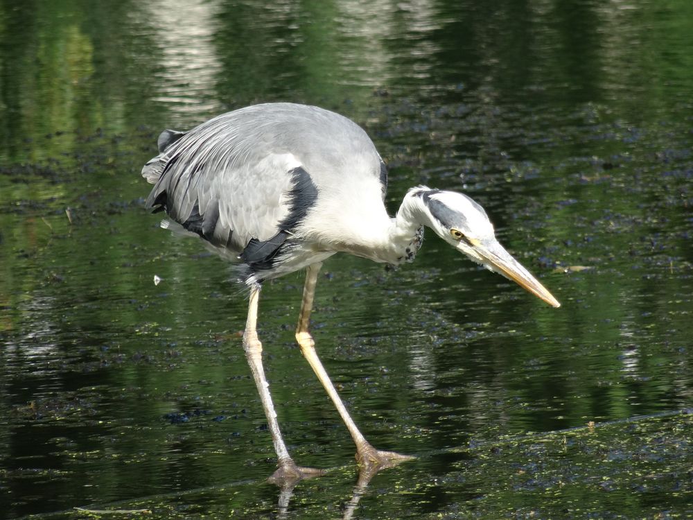 auf der Jagd