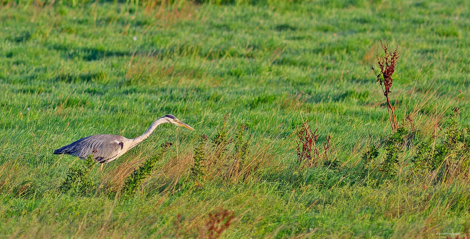 Auf der Jagd....