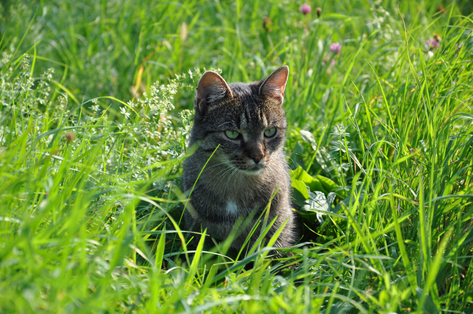 Auf der Jagd