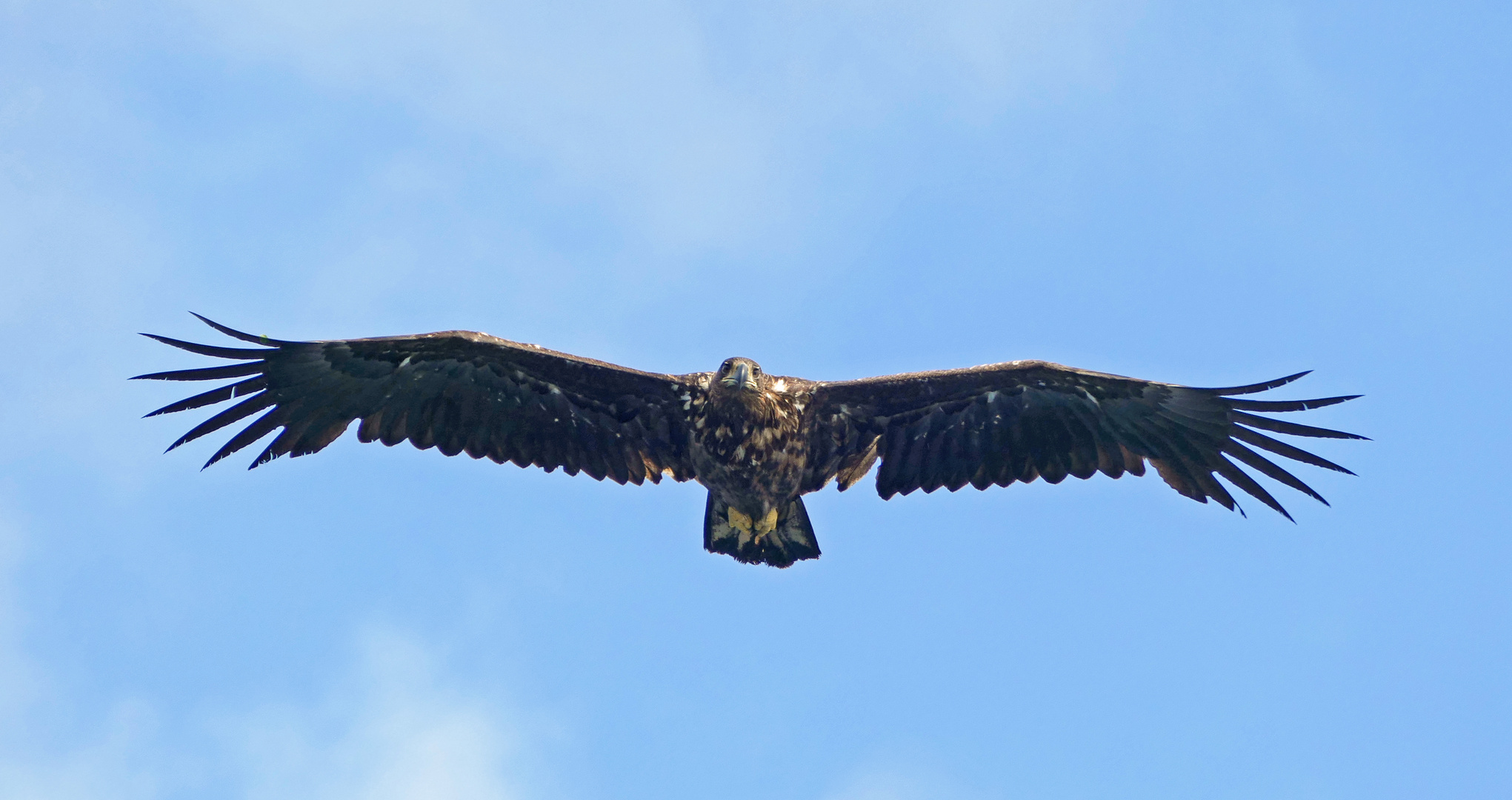 auf der Jagd