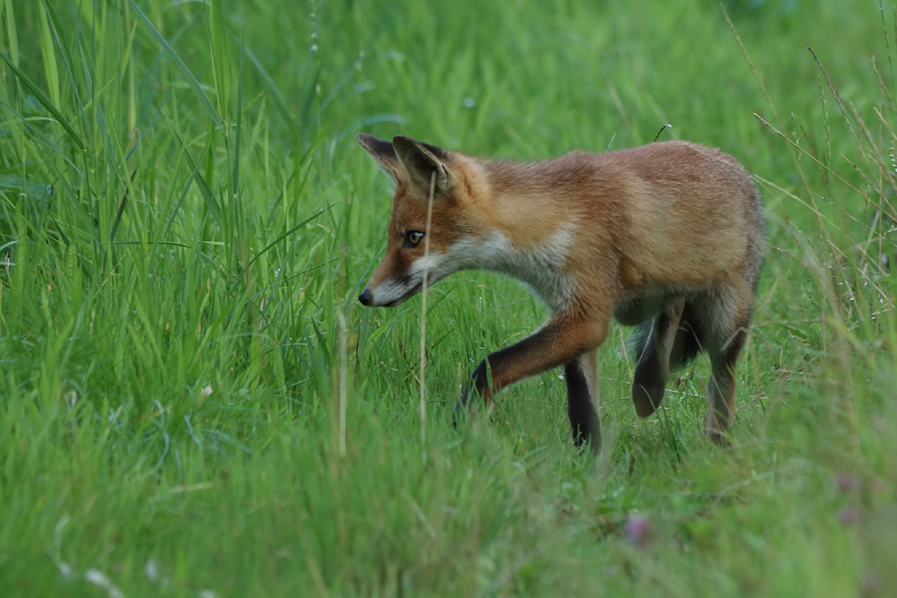 Auf der Jagd