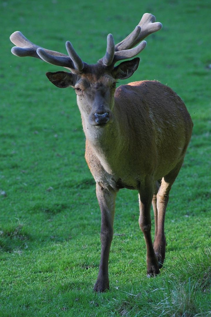 Auf der Jagd