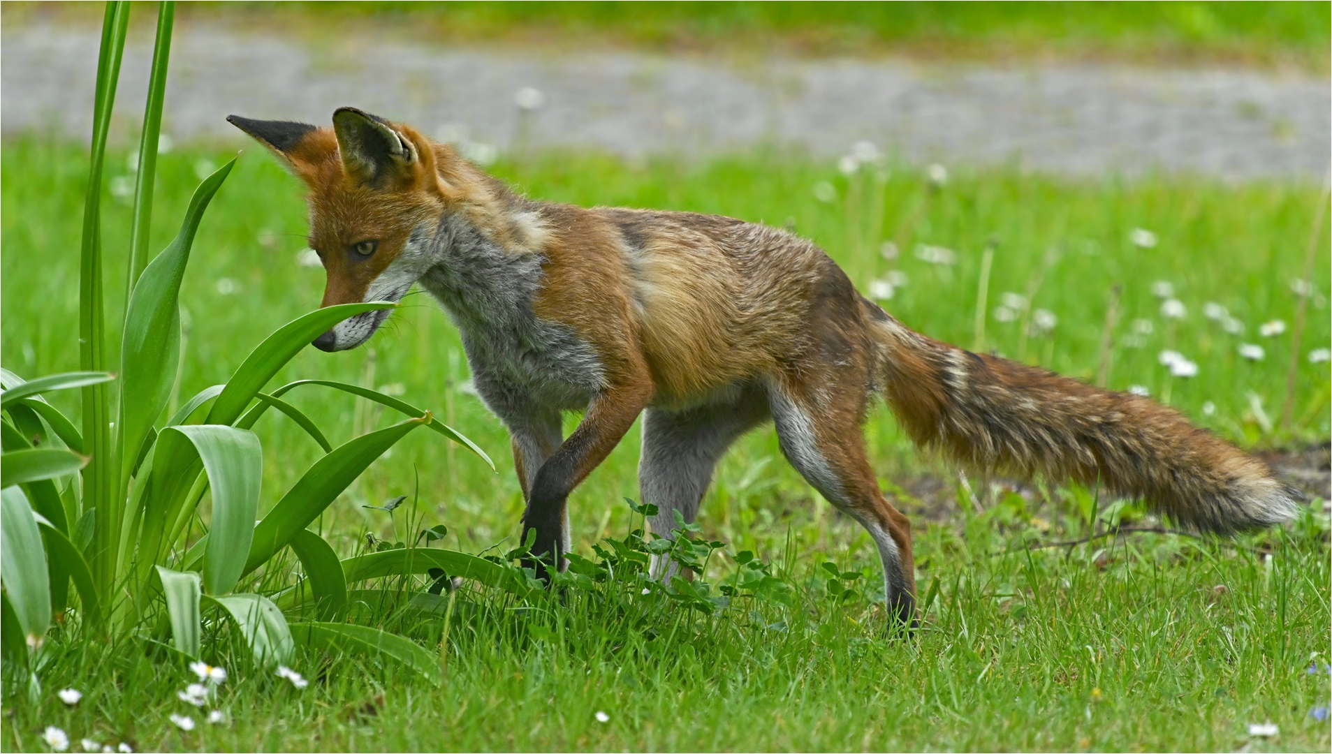 Auf der Jagd