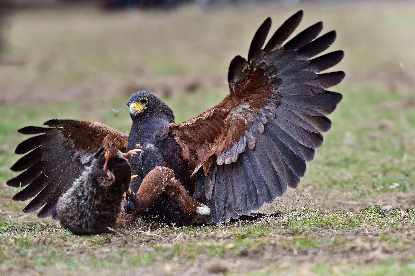 Auf der Jagd