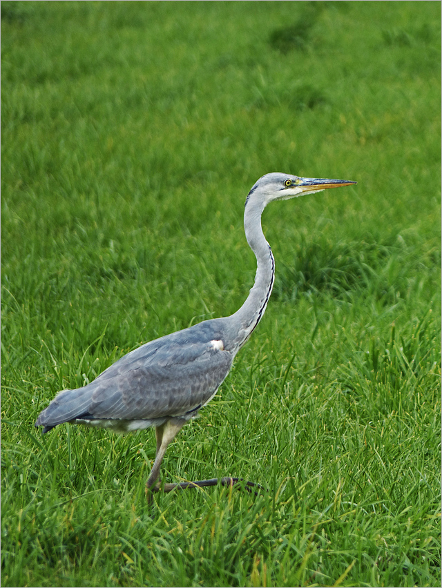 Auf der Jagd