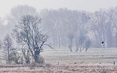 Auf der Jagd am Morgen