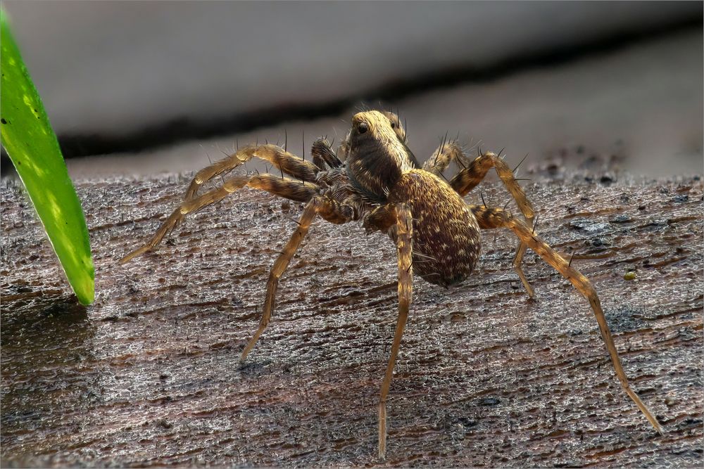 Auf der Jagd Foto & Bild makro, natur, herbst Bilder auf