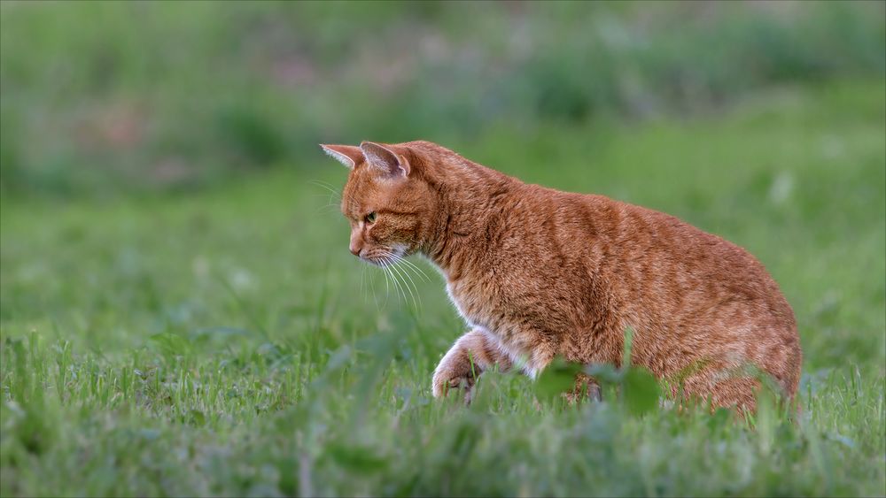 Auf der Jagd Foto & Bild natur, katze, kater Bilder auf
