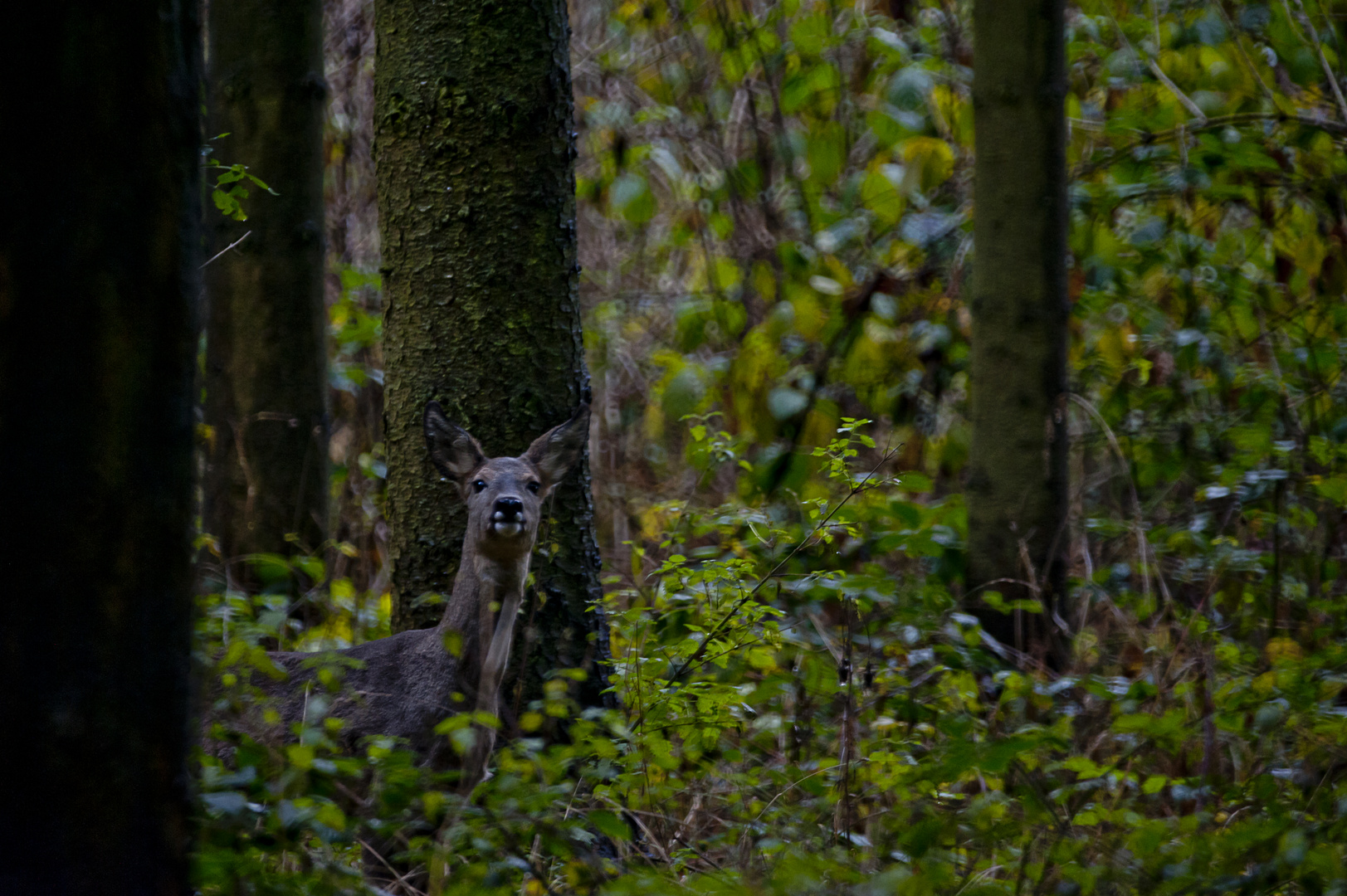 Auf der Jagd