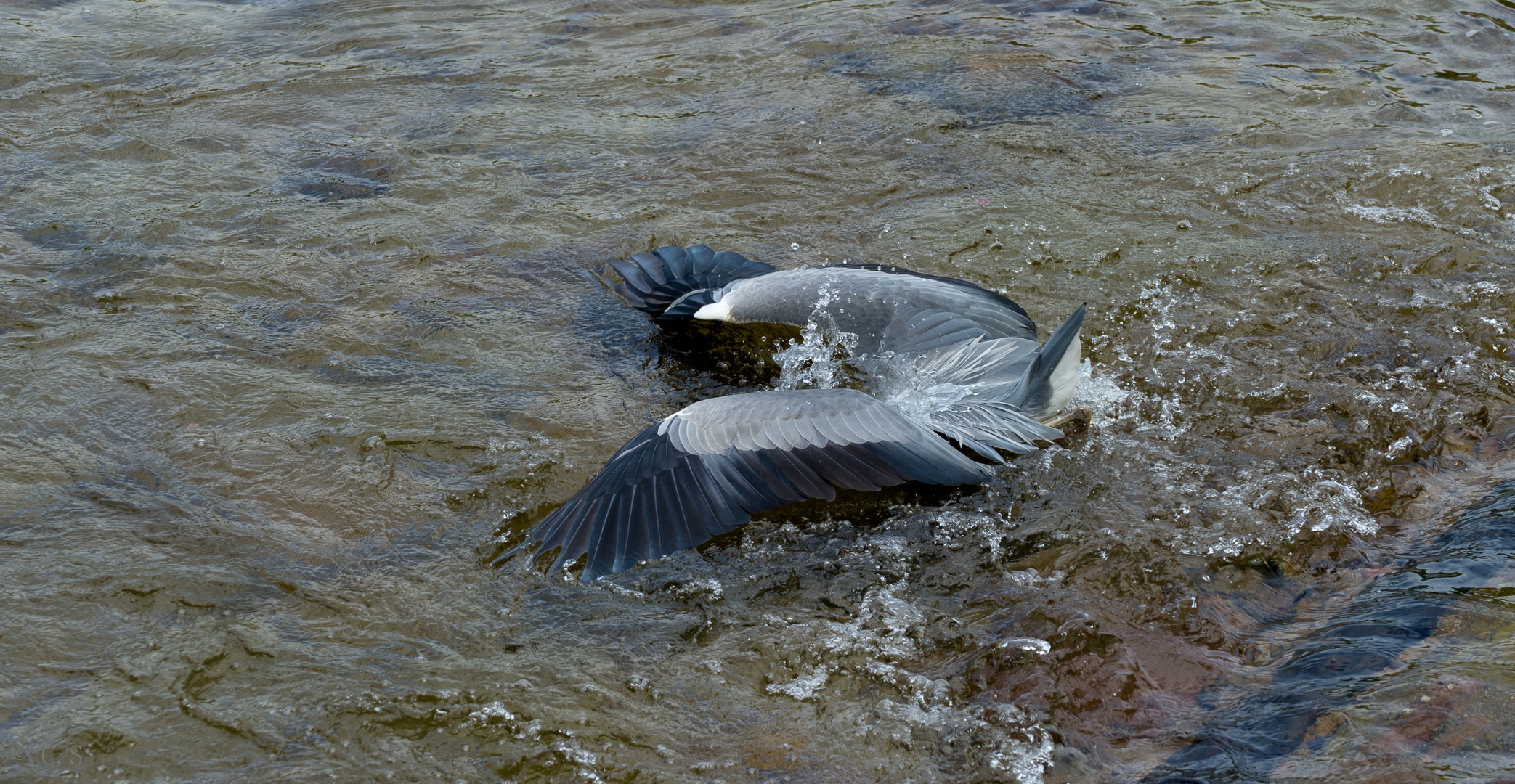 Auf der Jagd