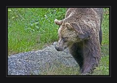 Auf der Jagd, er hat was gesehen - was macht er jetzt wohl ......