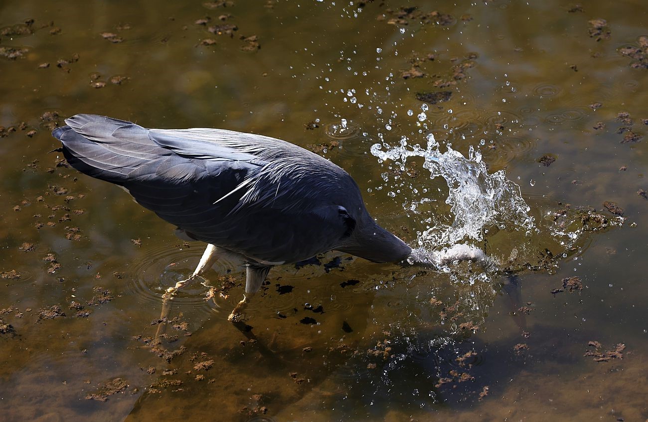 Auf der Jagd