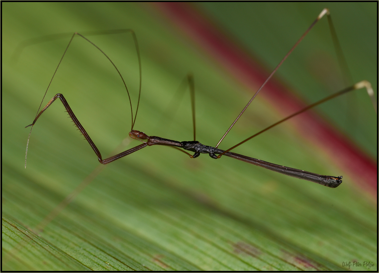 Auf der Jagd: Fadenbeinige Raubwanze (Costa Rica)