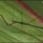 Auf der Jagd: Fadenbeinige Raubwanze (Costa Rica)