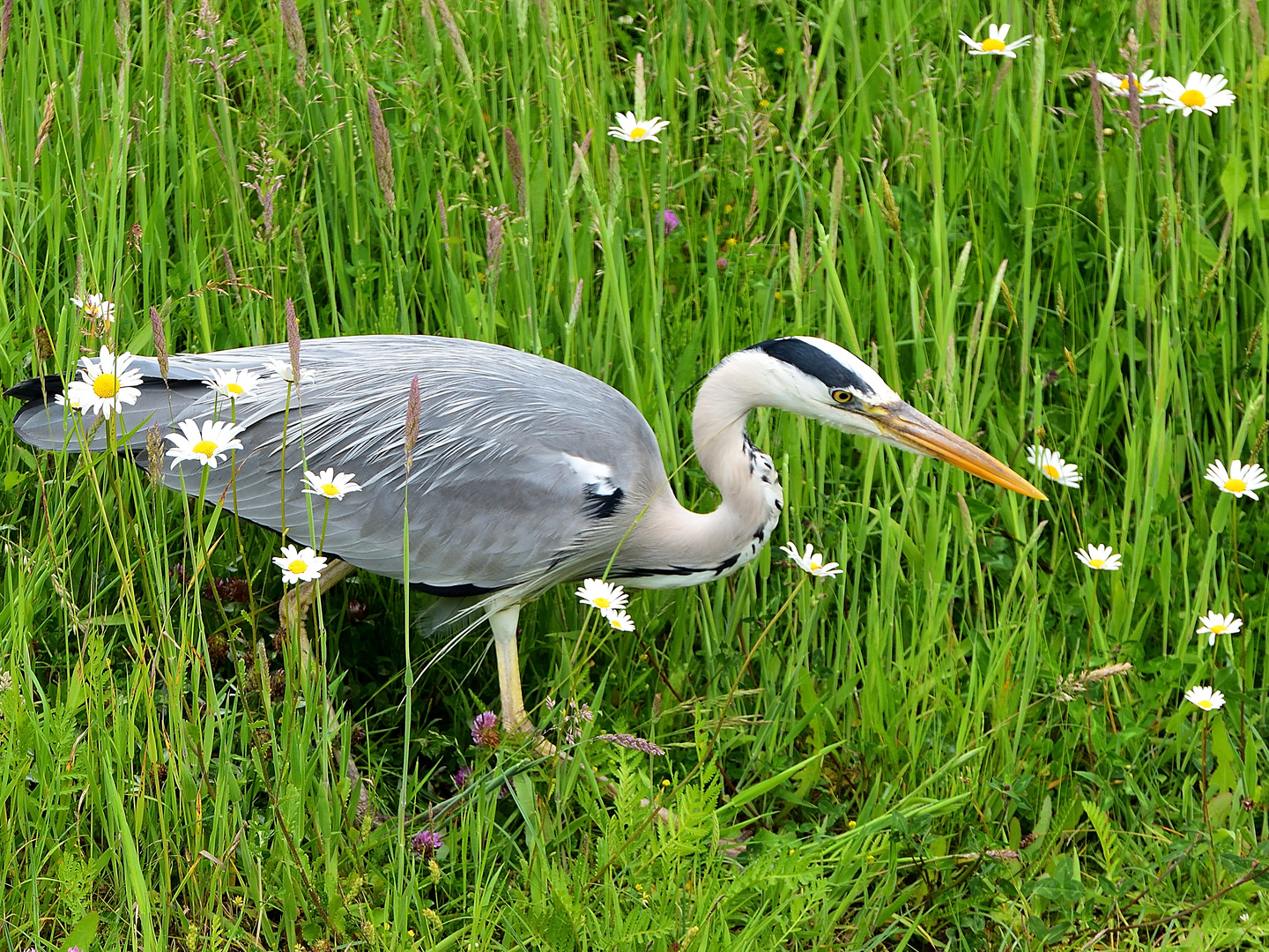 Auf der Jagd….