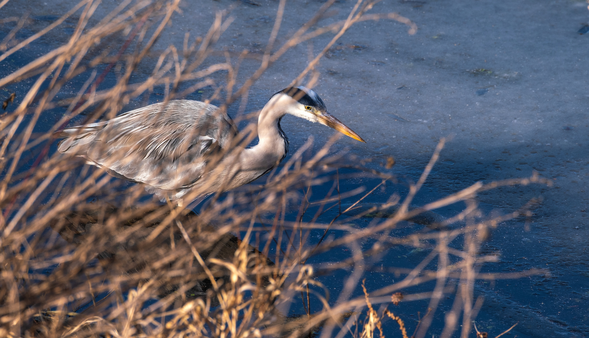 Auf der Jagd in den Maschwiesen