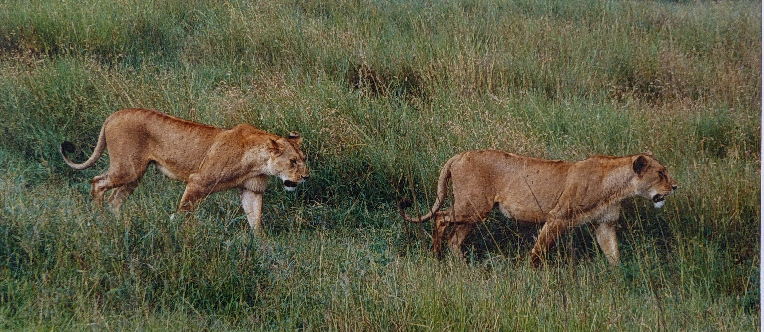 Auf der Jagd     Kenia