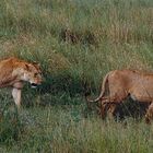 Auf der Jagd     Kenia