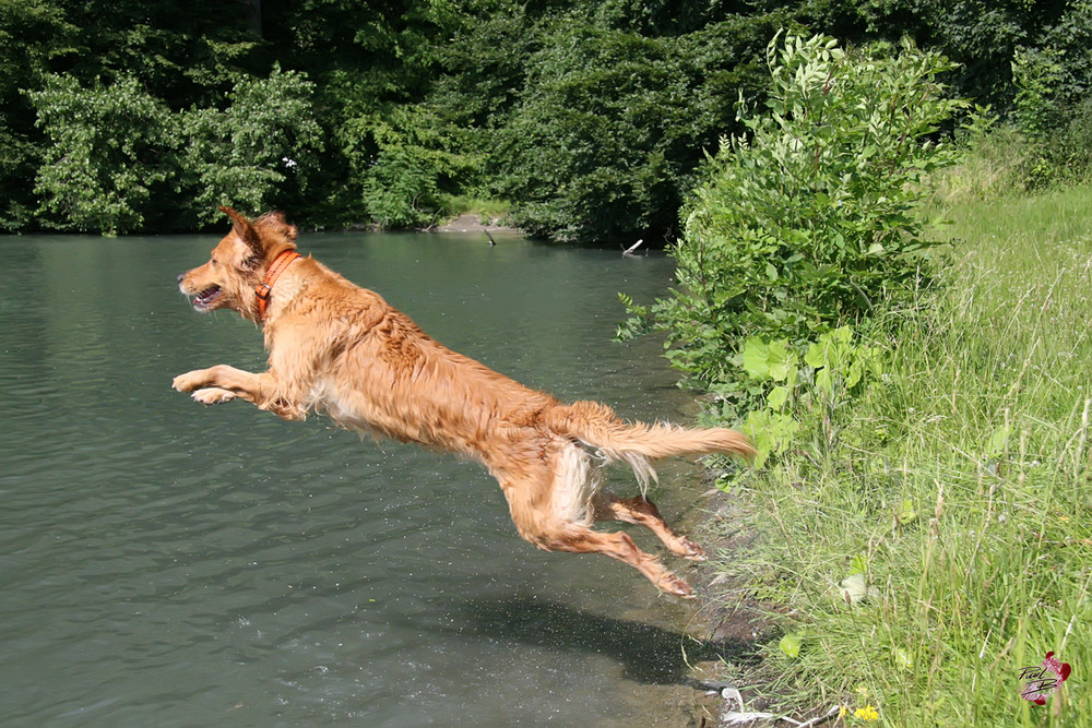 ...auf der Jagd (nach dem Ball)