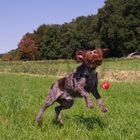 Auf der Jagd nach dem Ball