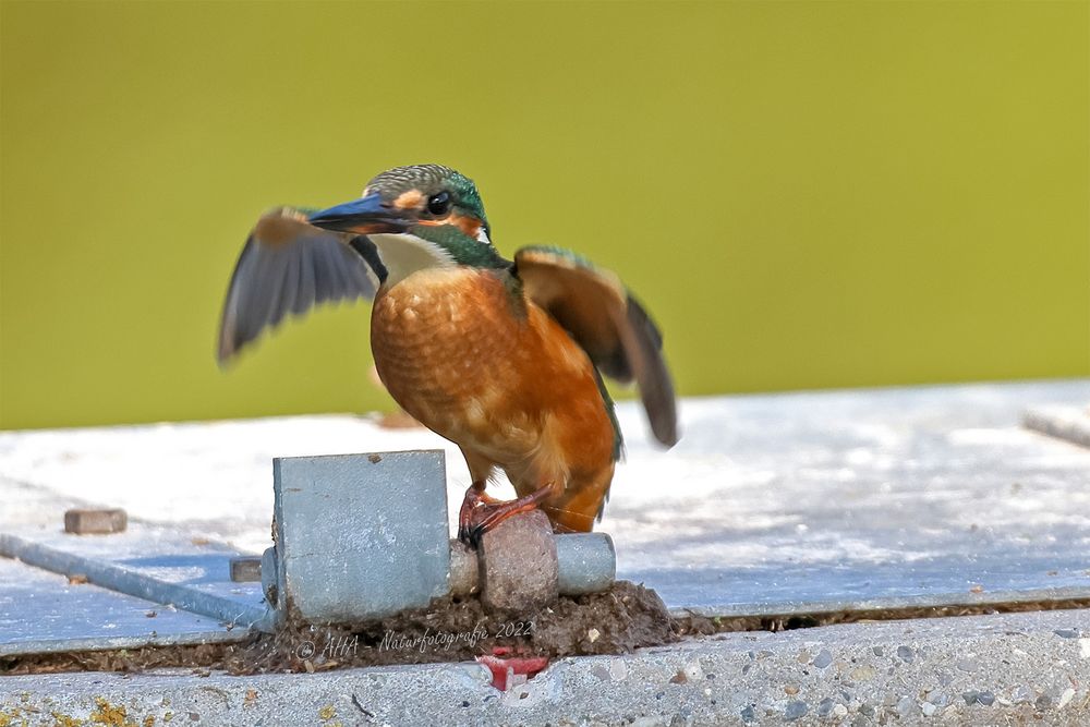 Auf der Jagd nach dem Fliegenden Diamanten - 2